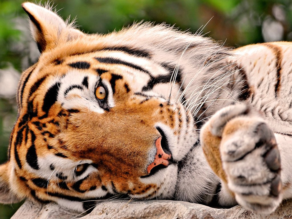 Обои тигр, tiger разрешение 1920x1080 Загрузить