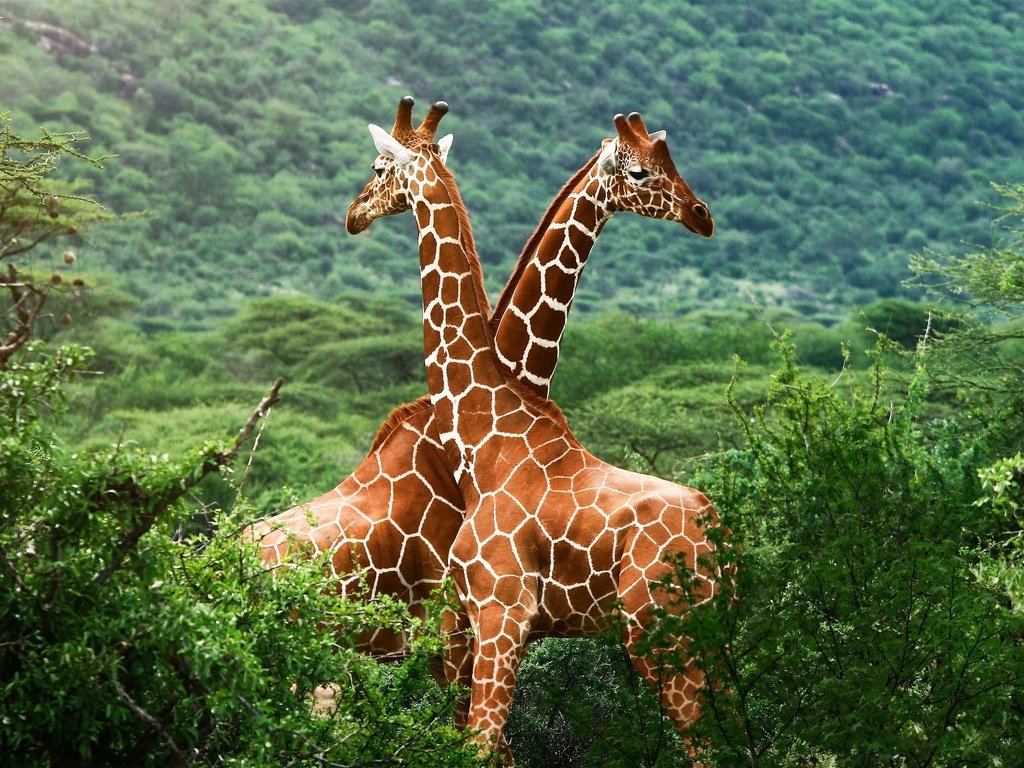 Обои зелень, жирафы, greens, giraffes разрешение 1920x1200 Загрузить