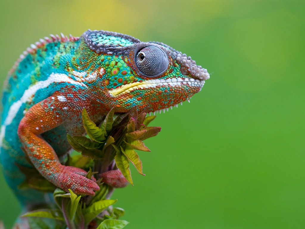 Обои макро, разноцветный, ящерица, хамелеон, рептилия, macro, colorful, lizard, chameleon, reptile разрешение 1920x1200 Загрузить