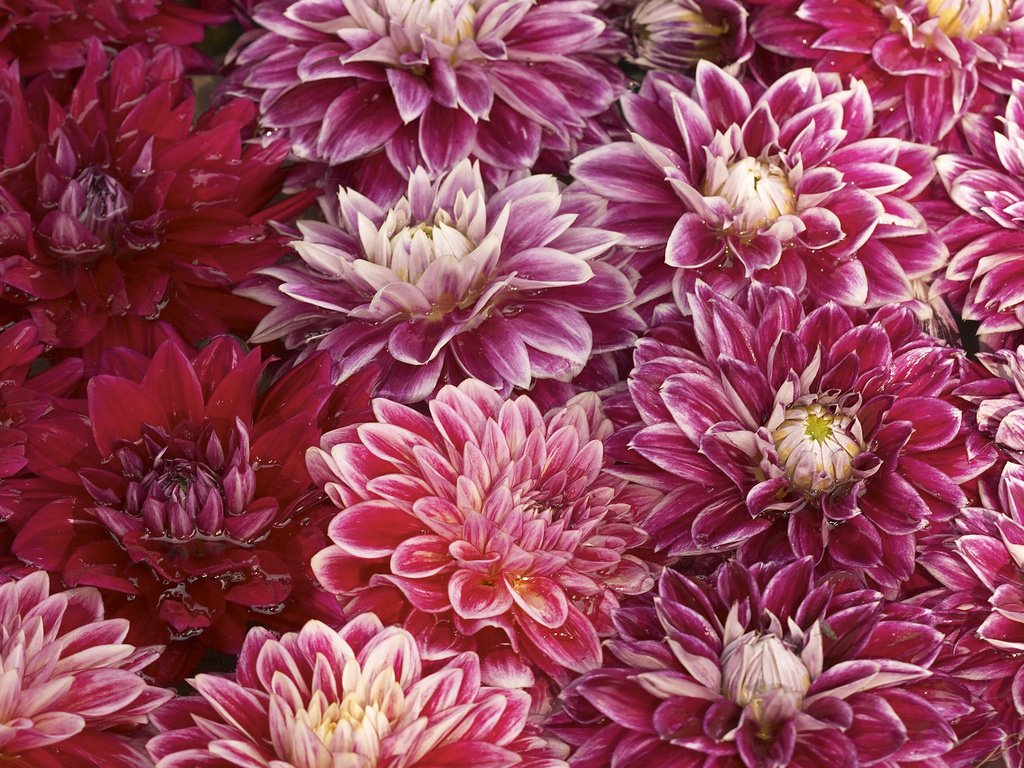 Обои цветы, вода, бутоны, лепестки, хризантемы, flowers, water, buds, petals, chrysanthemum разрешение 2560x1600 Загрузить