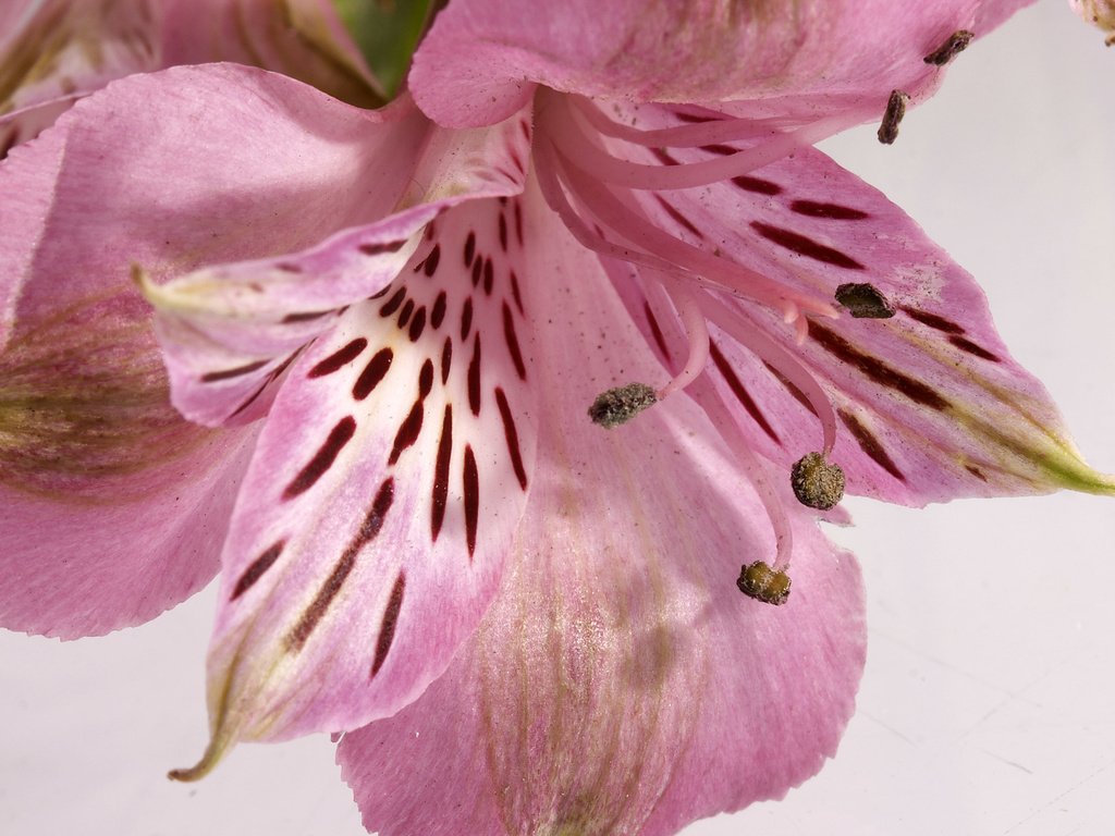 Обои цветок, лепестки, тычинки, лилия, альстромерия, flower, petals, stamens, lily, alstroemeria разрешение 2560x1600 Загрузить