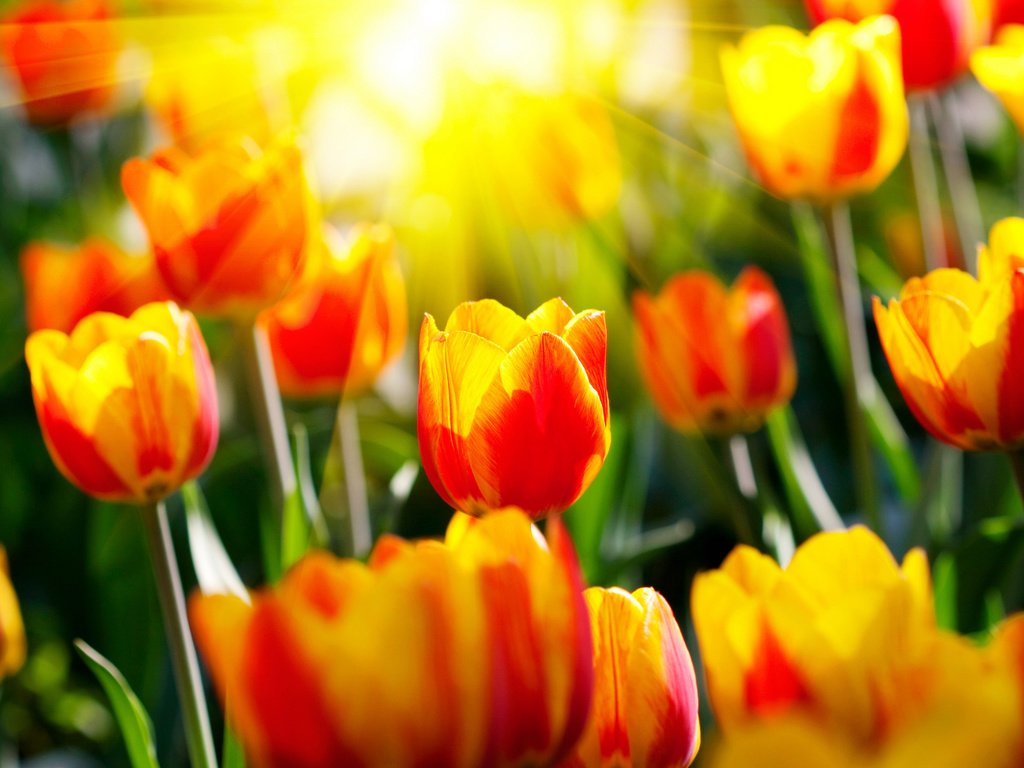 Обои цветы, парки, солнце, светл, природа, весенние обои, фото, лучи, сад, весна, тюльпаны, flowers, parks, the sun, light, nature, spring wallpaper, photo, rays, garden, spring, tulips разрешение 2560x1600 Загрузить