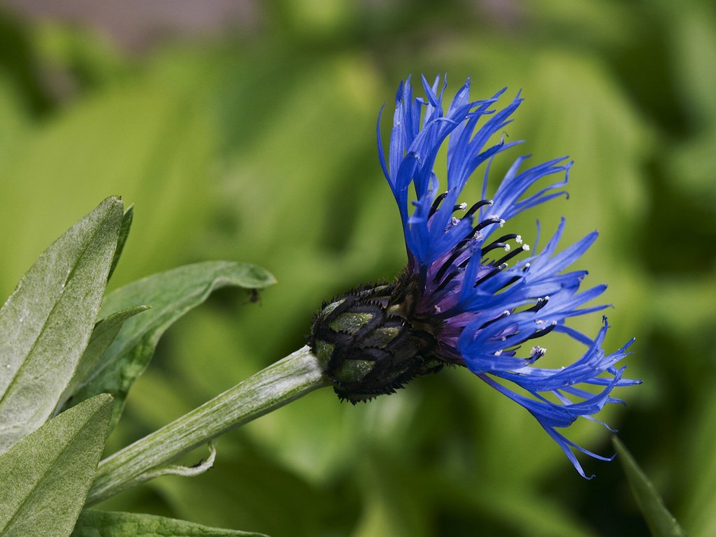 Обои цветок, лепестки, стебель, василек, flower, petals, stem, cornflower разрешение 2560x1600 Загрузить