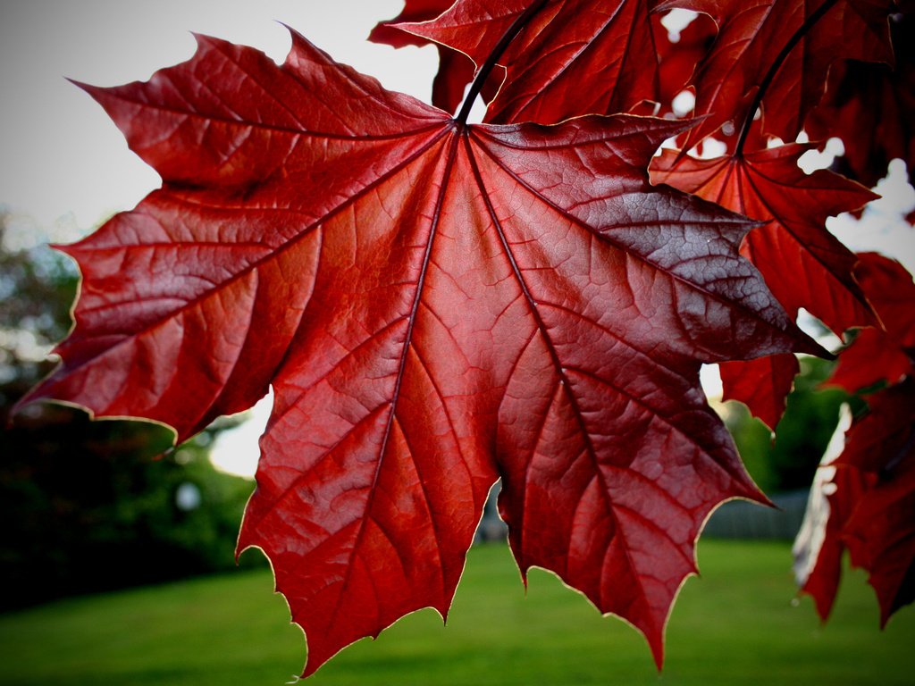 Обои листья, осень, красные, клен, кленовый лист, leaves, autumn, red, maple, maple leaf разрешение 2560x1600 Загрузить