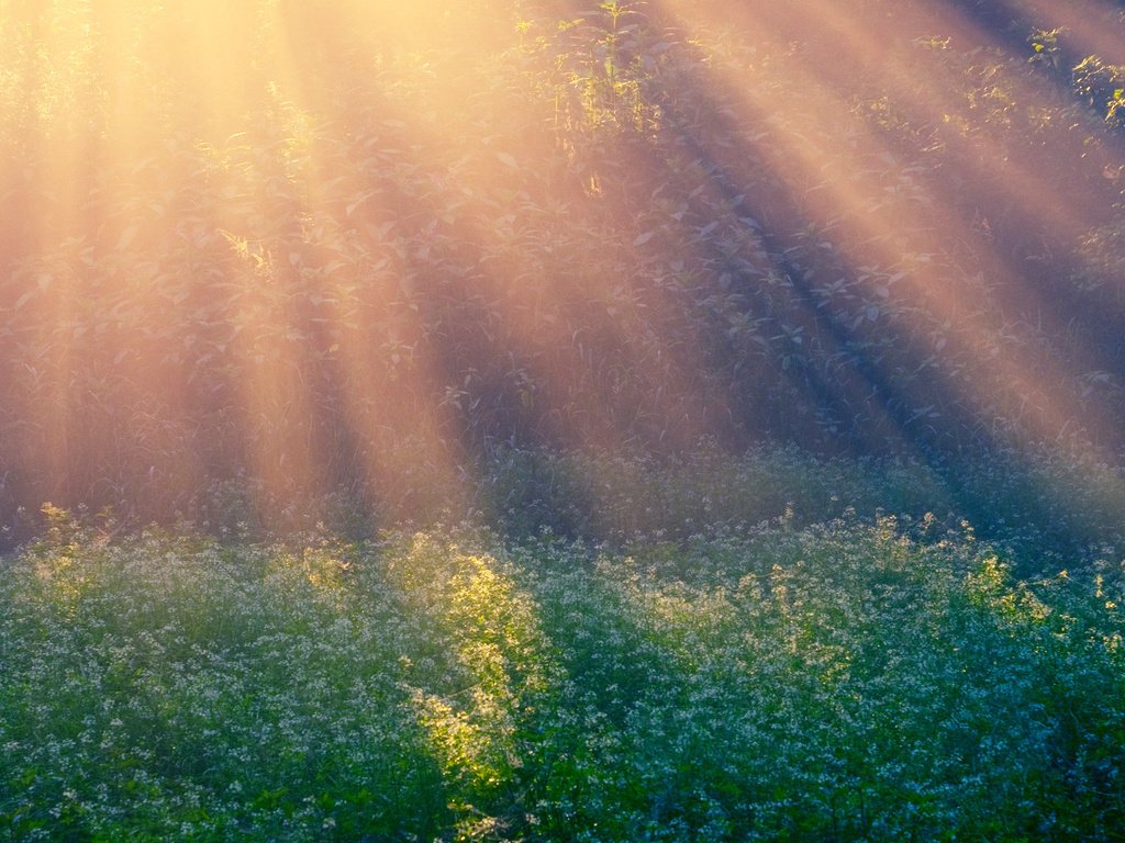 Обои лучи, утро, поляна, morning sun, rays, morning, glade разрешение 1920x1200 Загрузить