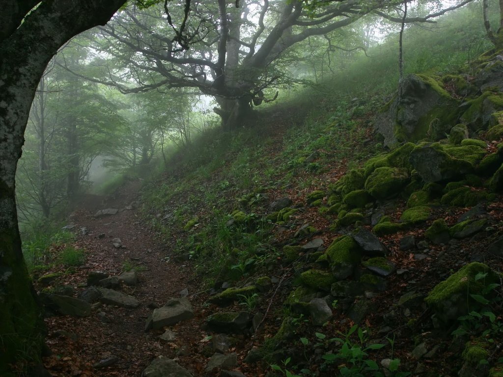 Обои деревья, лес, туман, тропинка, trees, forest, fog, path разрешение 1920x1200 Загрузить