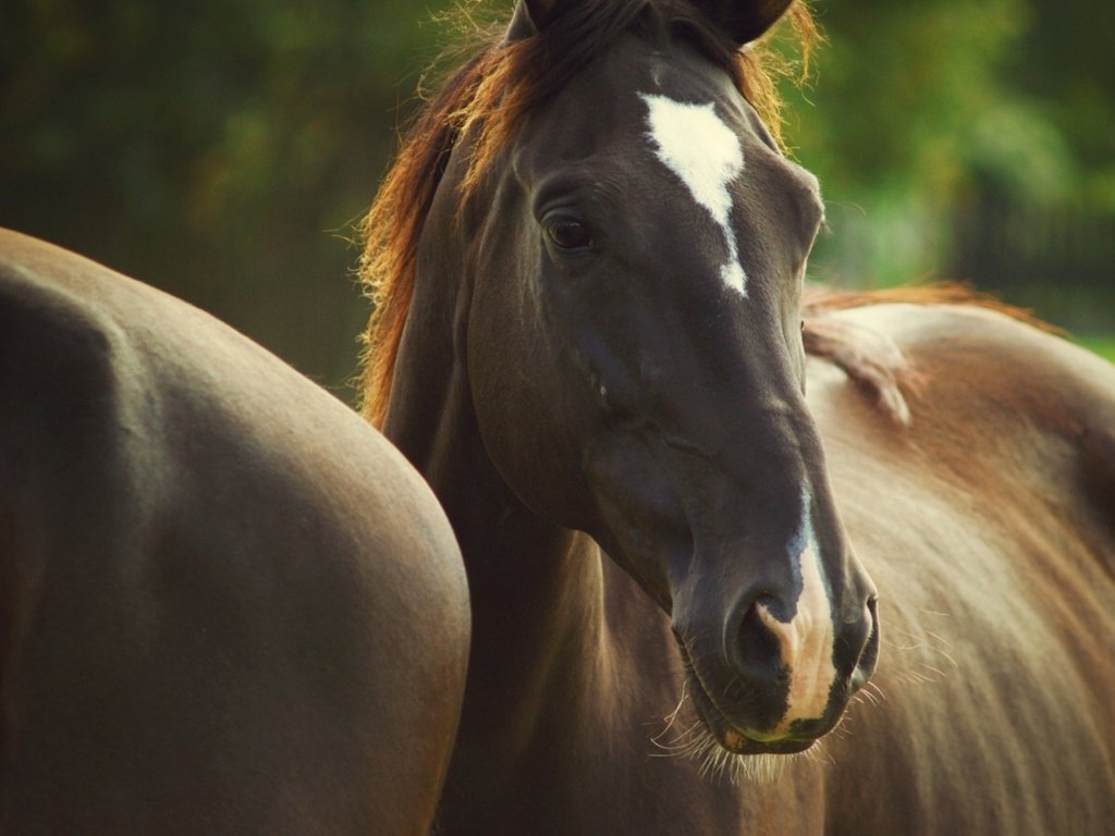 Обои глаза, лошади, грива, окрас, eyes, horse, mane, color разрешение 1920x1280 Загрузить