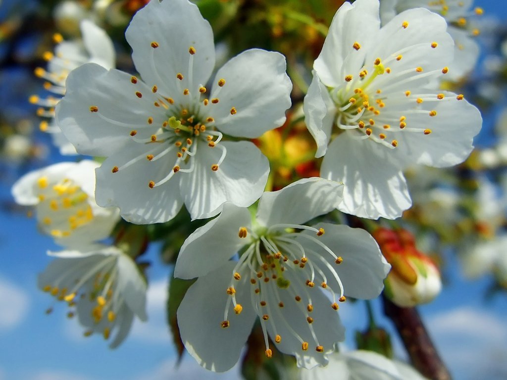 Обои цветение, весна, вишня, белые, flowering, spring, cherry, white разрешение 1920x1200 Загрузить