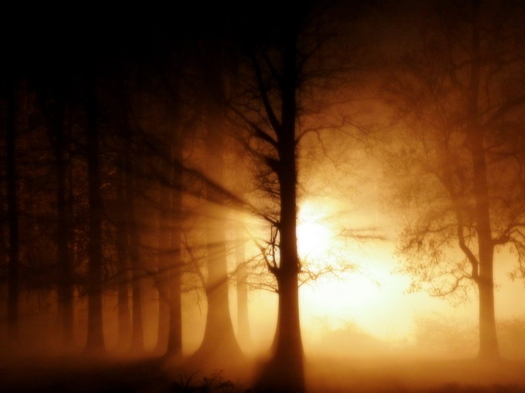 Обои свет, деревья, лес, лучи, light, trees, forest, rays разрешение 1920x1200 Загрузить