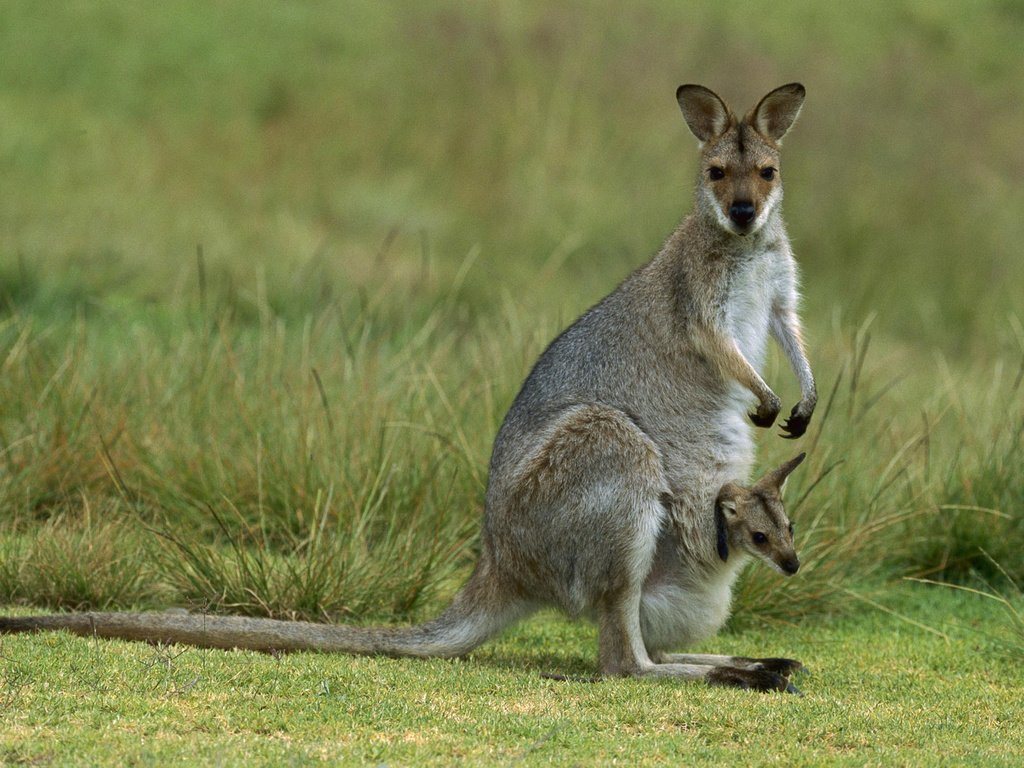 Обои кенгуру, детеныш, kangaroo, cub разрешение 1920x1200 Загрузить