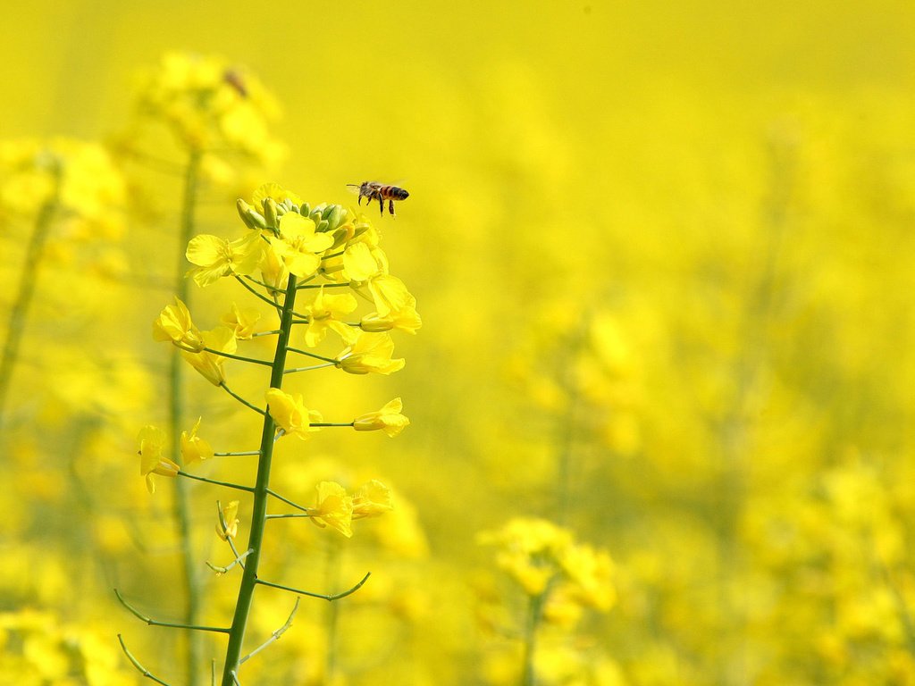 Обои цветы, насекомое, крылья, пчела, желтые, рапс, flowers, insect, wings, bee, yellow, rape разрешение 1920x1080 Загрузить