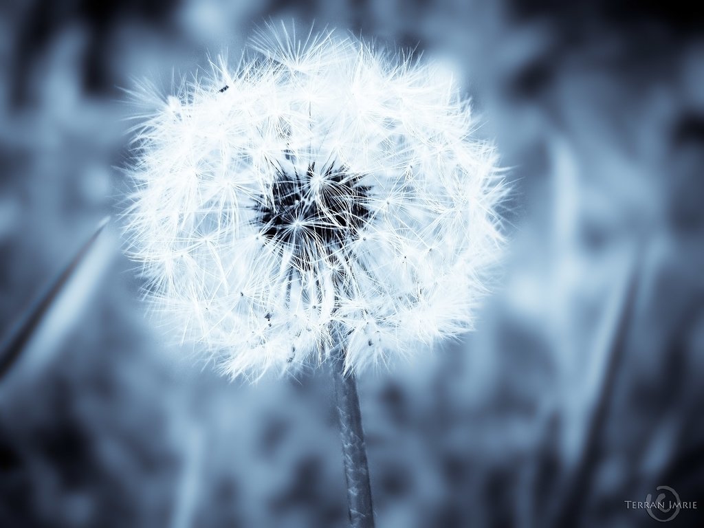 Обои цветок, одуванчик, пух, пушинки, былинки, flower, dandelion, fluff, fuzzes, blade разрешение 2592x1944 Загрузить