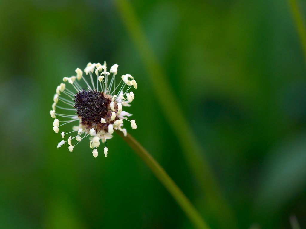 Обои природа, цветок, размытость, стебель, подорожник, nature, flower, blur, stem, plantain разрешение 2560x1600 Загрузить