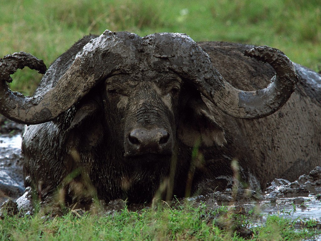 Обои морда, грязь, взгляд, рога, буйвол, face, dirt, look, horns, buffalo разрешение 1920x1200 Загрузить