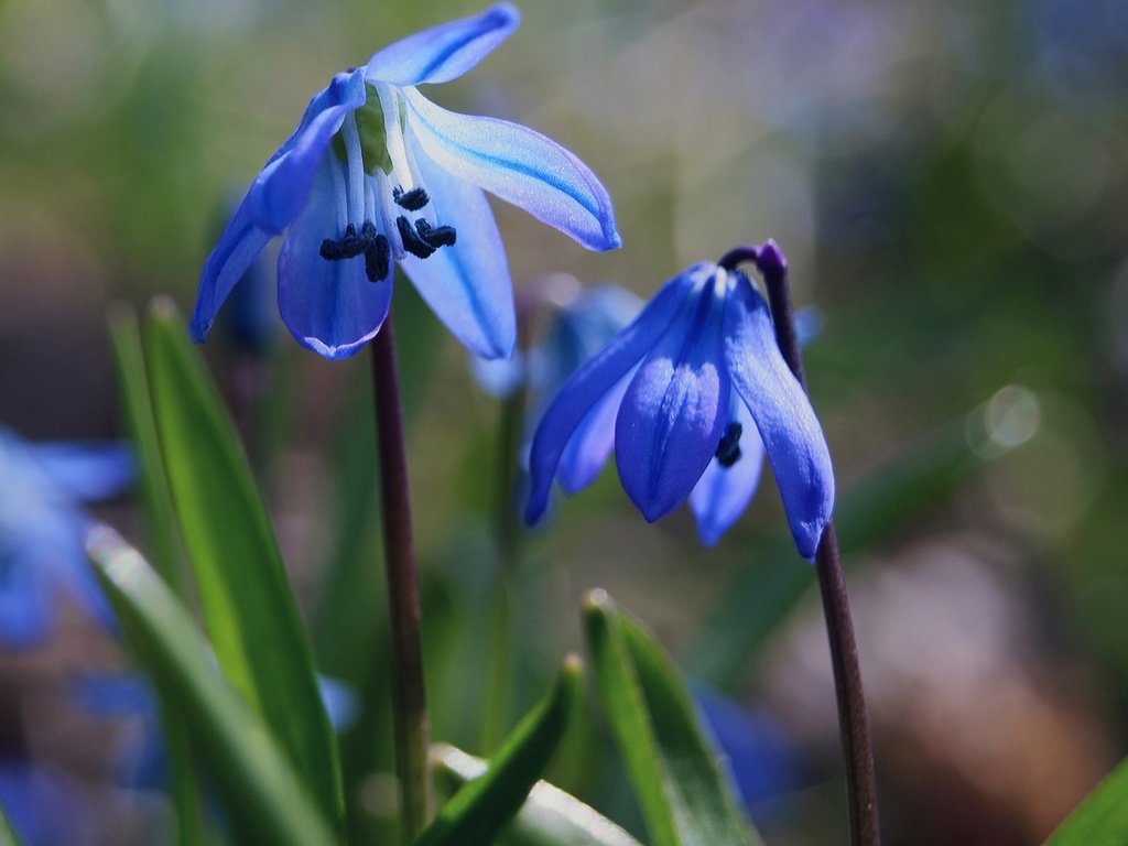 Обои цветы, трава, природа, макро, весна, синие, пролеска, flowers, grass, nature, macro, spring, blue, scilla разрешение 1920x1200 Загрузить