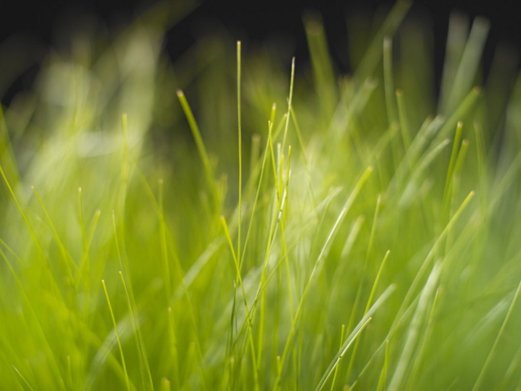 Обои трава, природа, зелень, размытость, grass, nature, greens, blur разрешение 1920x1200 Загрузить