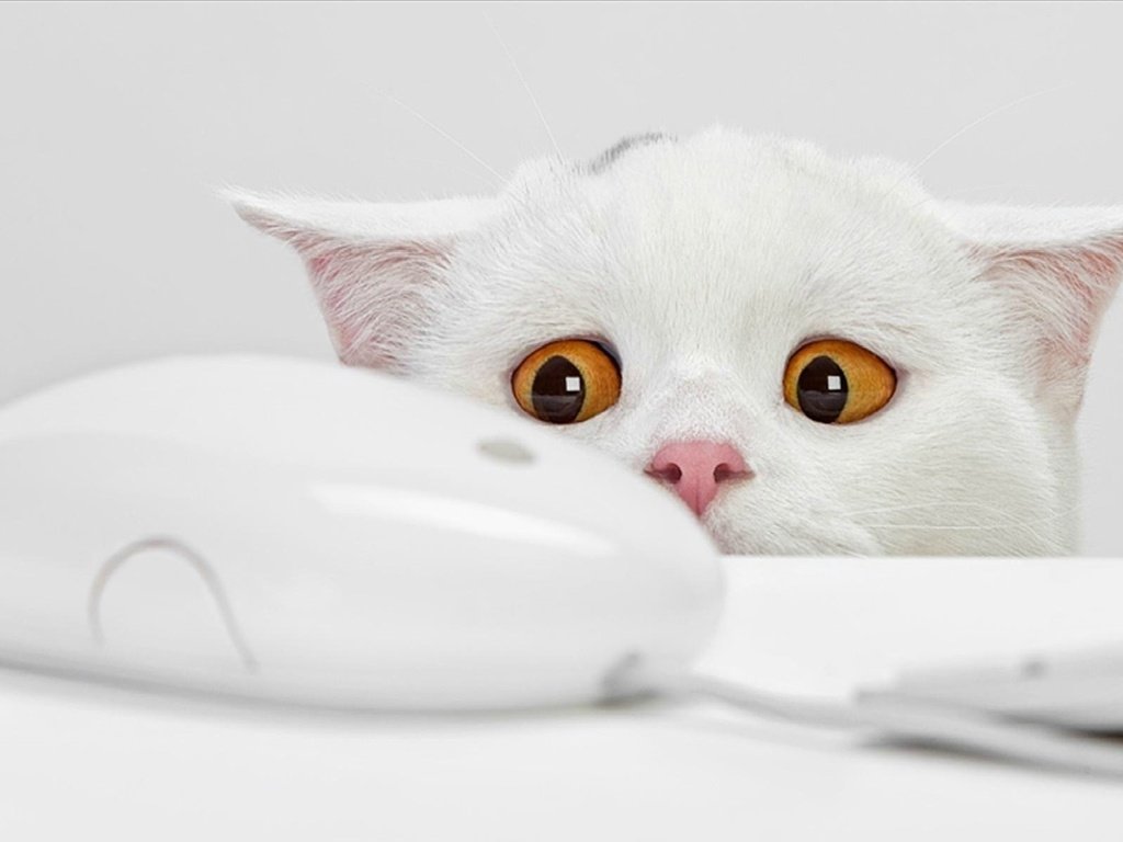 Обои глаза, кот, белая мышка, eyes, cat, white mouse разрешение 1920x1200 Загрузить