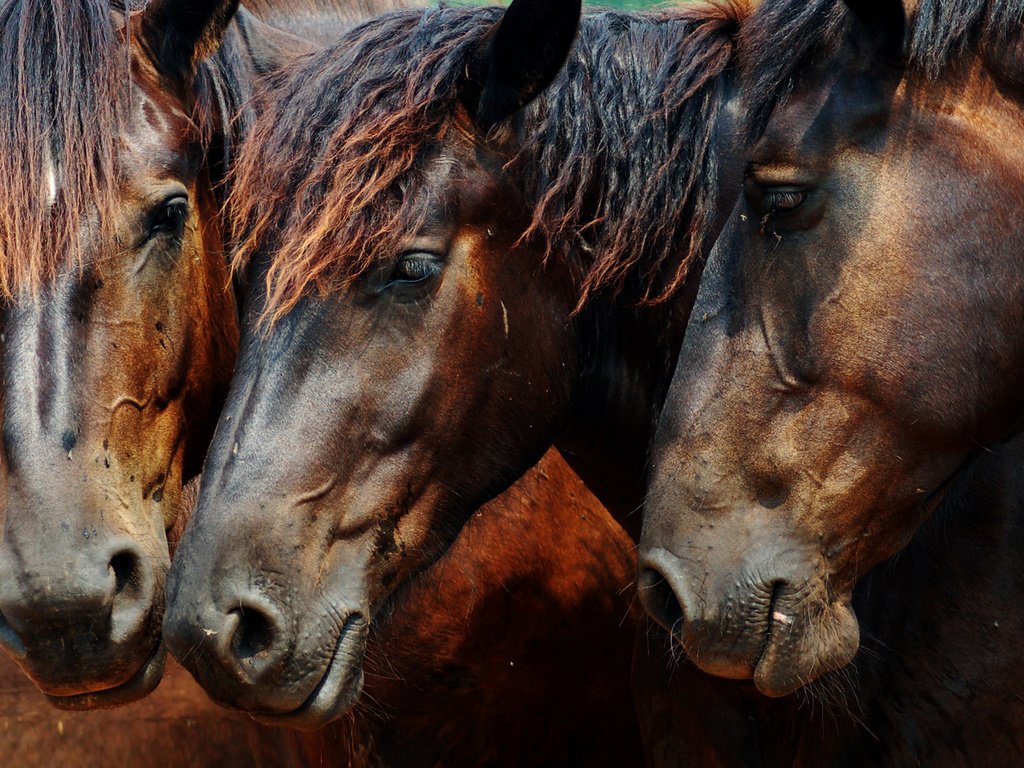Обои лошадь, лошади, кони, horse, horses разрешение 1920x1200 Загрузить