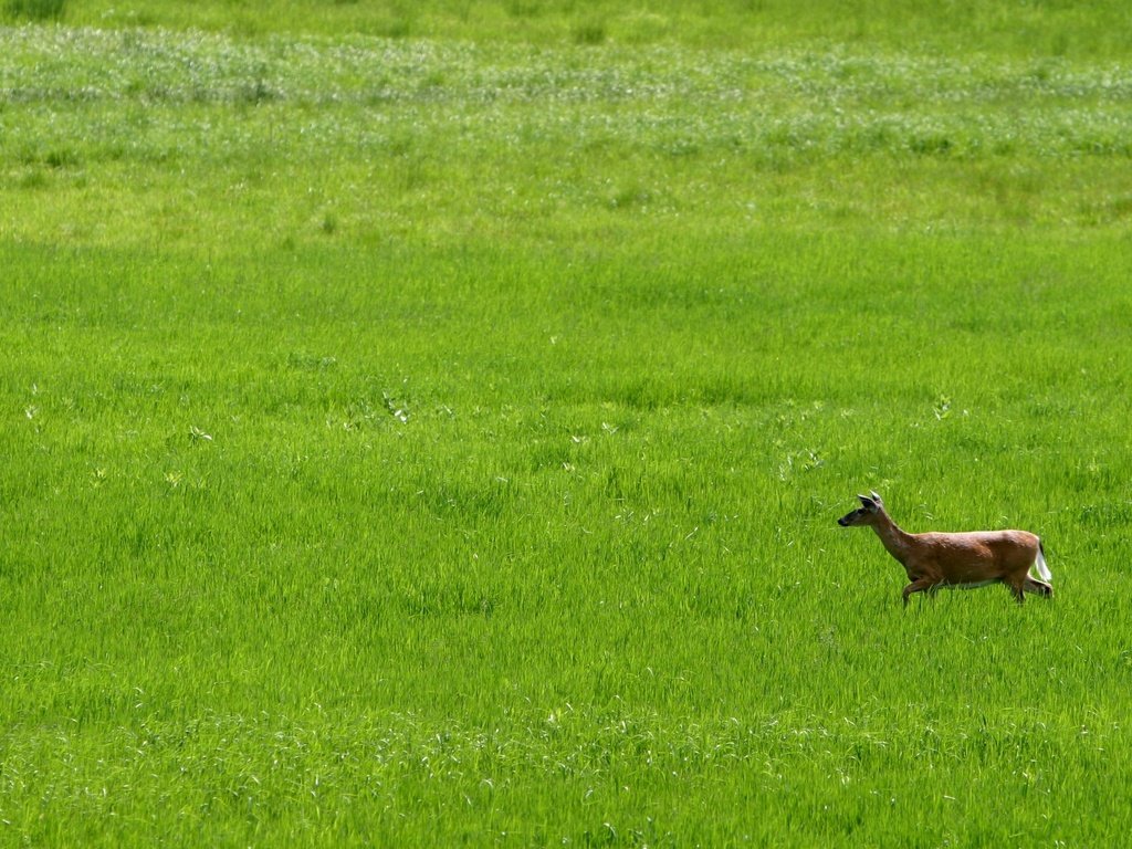 Обои трава, олень, поле, best wallpapers, grass, deer, field разрешение 1920x1200 Загрузить