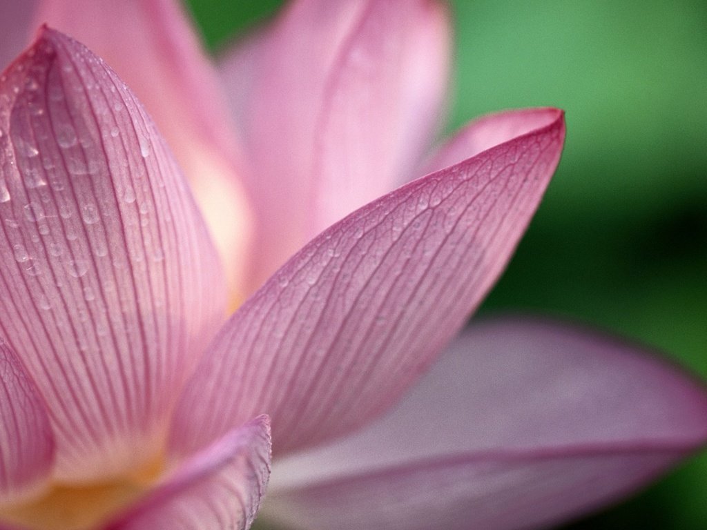 Обои цветок, капли, лепестки, лотос, best wallpapers, flower, drops, petals, lotus разрешение 1920x1200 Загрузить