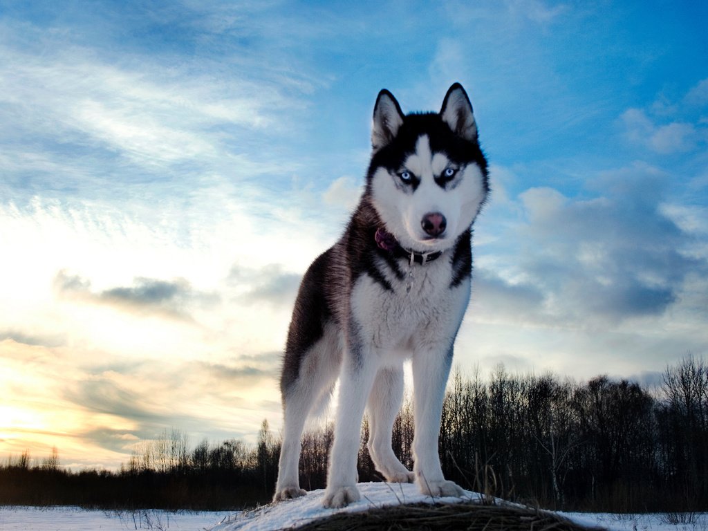 Обои небо, зима, собака, хаски, the sky, winter, dog, husky разрешение 1920x1280 Загрузить