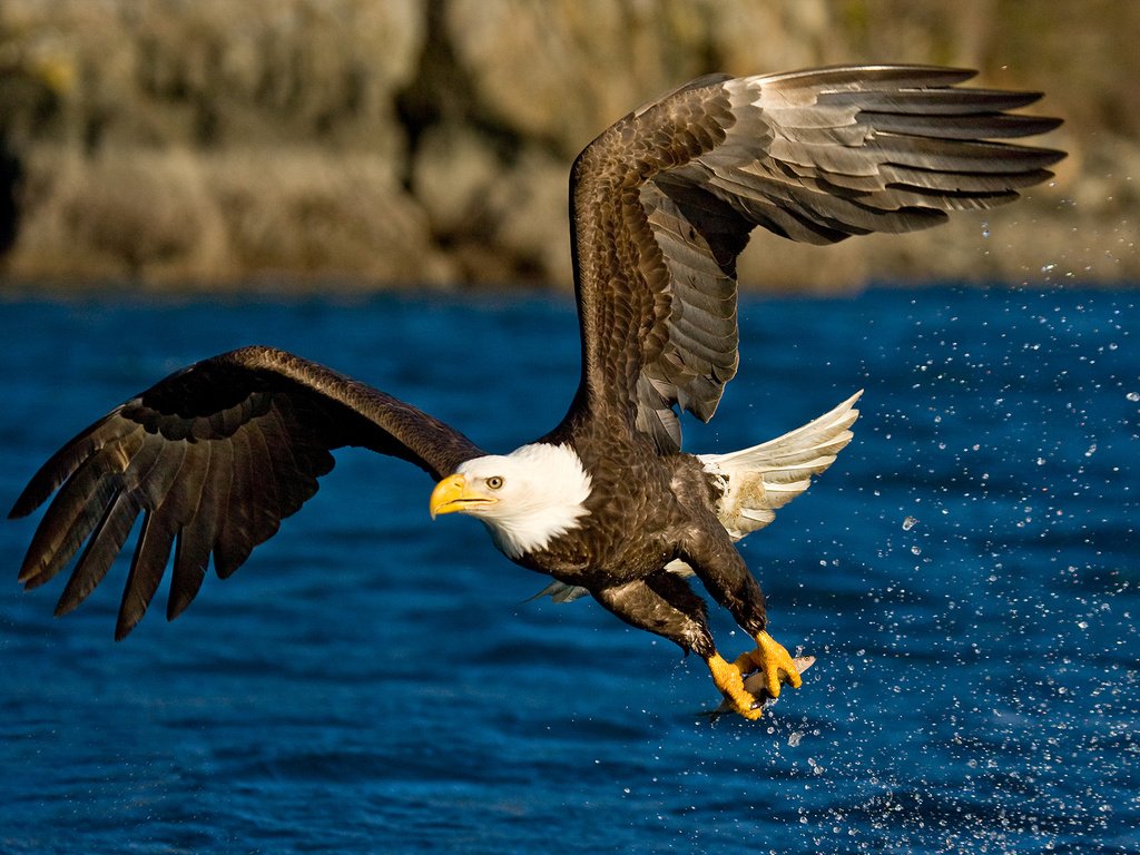 Обои вода, полет, крылья, брызги, орел, птица, water, flight, wings, squirt, eagle, bird разрешение 1920x1200 Загрузить