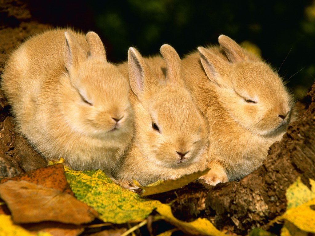 Обои животные, листва, осень, кролик, кролики, animals, foliage, autumn, rabbit, rabbits разрешение 1920x1080 Загрузить