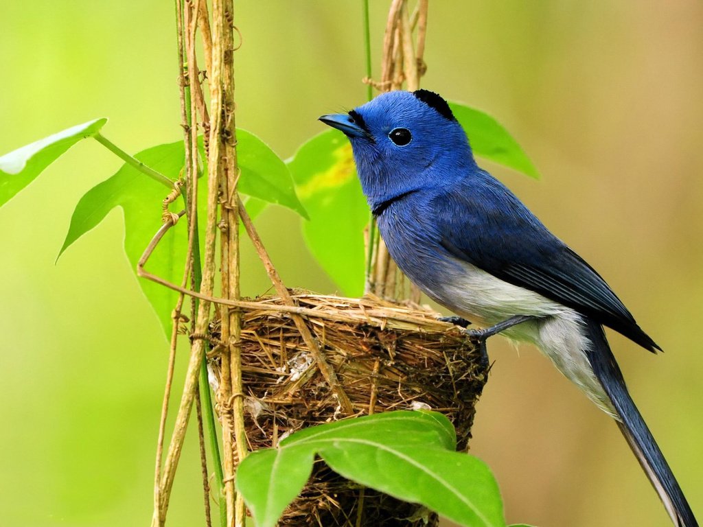 Обои птица, растение, гнездо, синий монарх, hypothymis azurea, bird, plant, socket, blue monarch разрешение 1920x1200 Загрузить