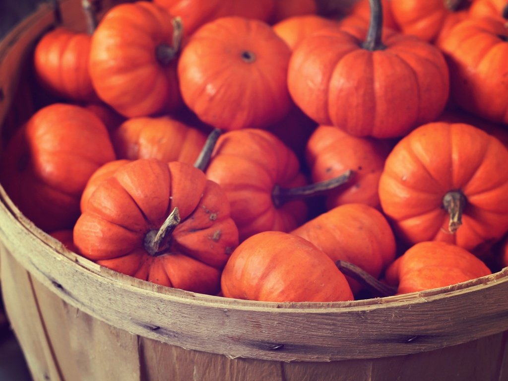 Обои обои, цвета, фото, еда, корзина, яркие, тыква, wallpaper, color, photo, food, basket, bright, pumpkin разрешение 2592x1728 Загрузить