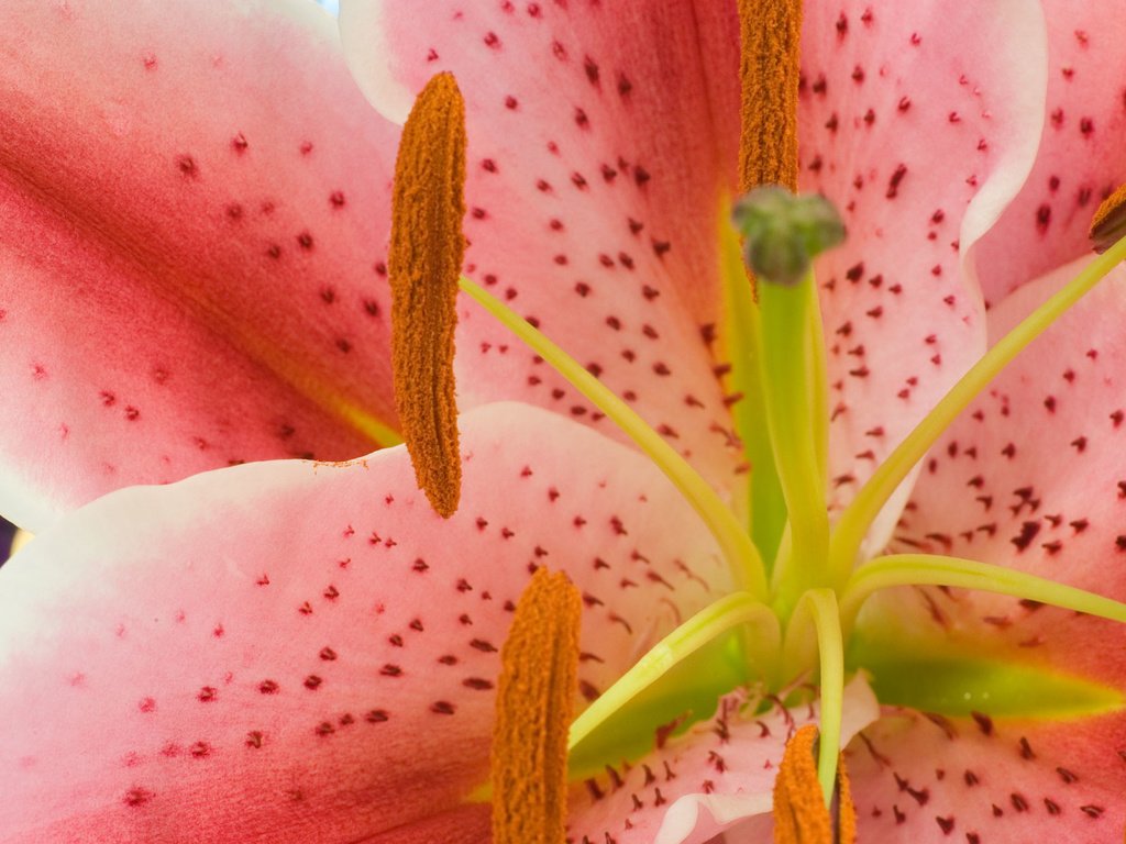 Обои цветок, лилия, flower, lily разрешение 1920x1200 Загрузить