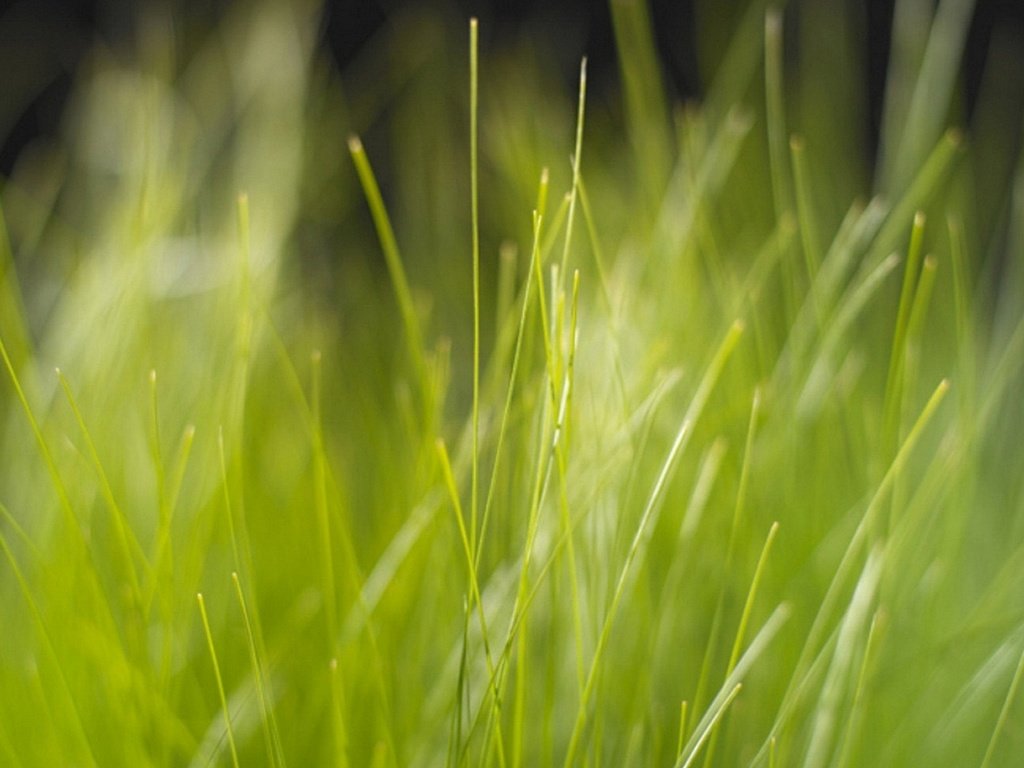 Обои трава, природа, зелень, размытость, grass, nature, greens, blur разрешение 1920x1200 Загрузить