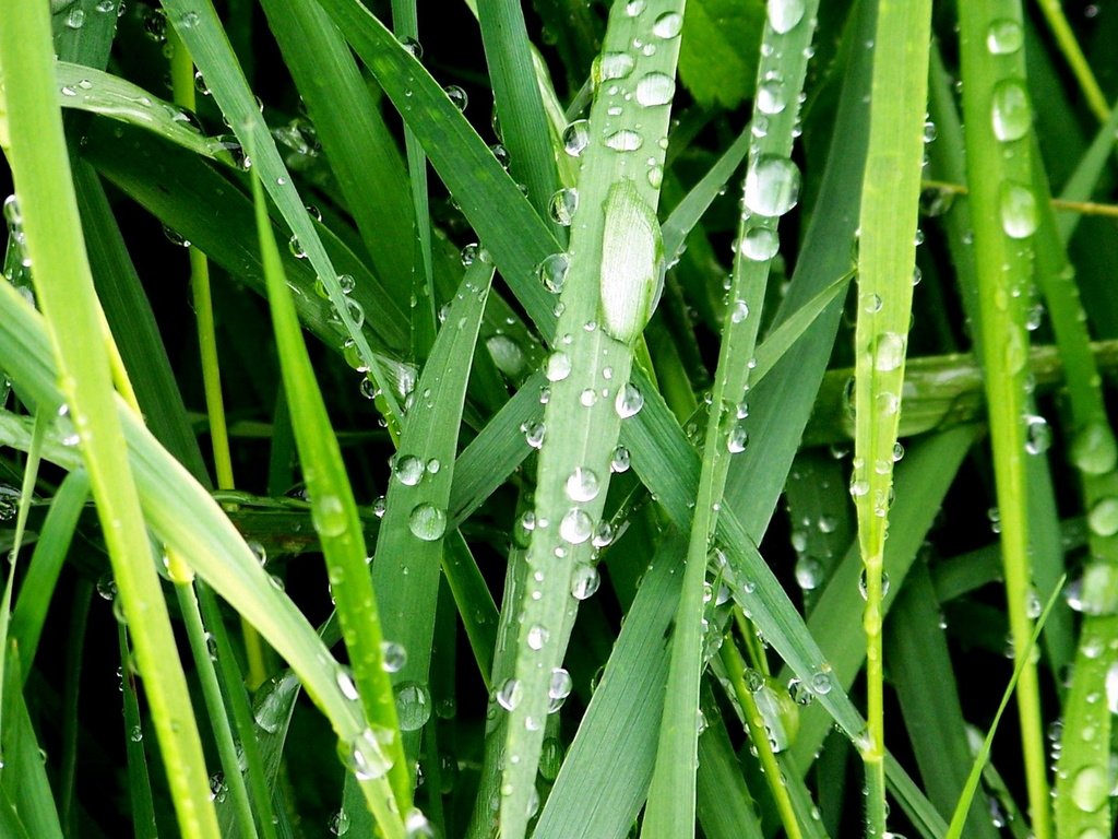 Обои трава, зелёный, макро, роса, капли, grass, green, macro, rosa, drops разрешение 1920x1080 Загрузить