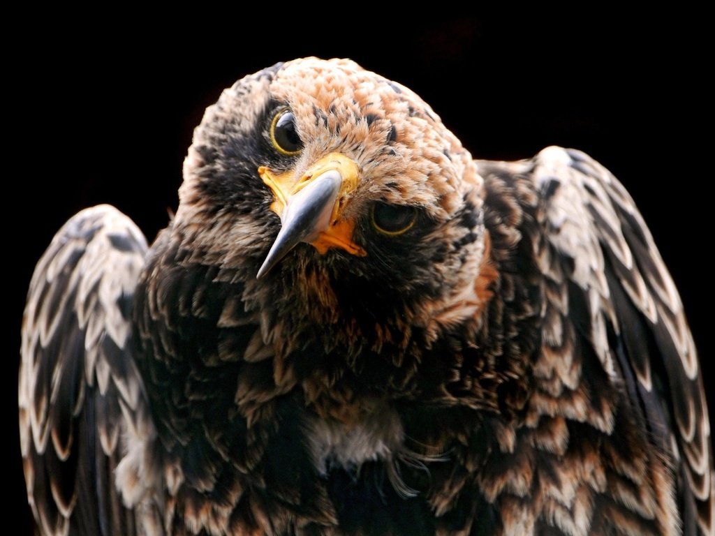 Обои птица, клюв, черный фон, перья, ястреб, хищная птица, bird, beak, black background, feathers, hawk, bird of prey разрешение 2048x1280 Загрузить