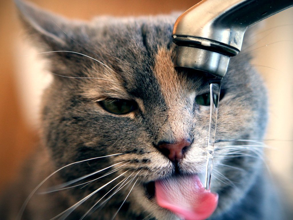 Обои вода, кот, мордочка, кошка, кран, water, cat, muzzle, crane разрешение 1920x1080 Загрузить