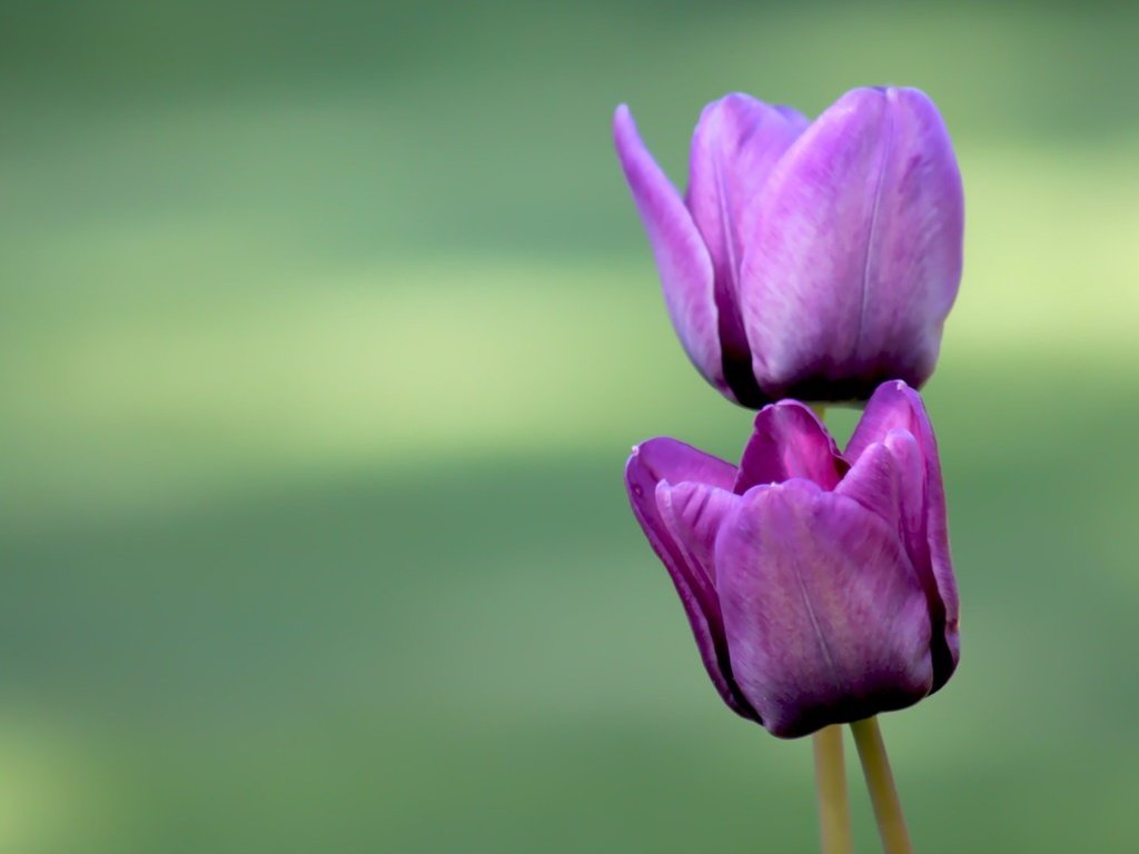 Обои цветы, бутоны, лепестки, тюльпаны, фиолетовые, flowers, buds, petals, tulips, purple разрешение 1920x1080 Загрузить