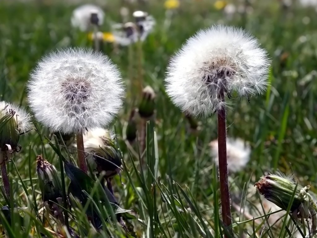 Обои цветы, одуванчик, пушинки, былинки, flowers, dandelion, fuzzes, blade разрешение 1920x1080 Загрузить