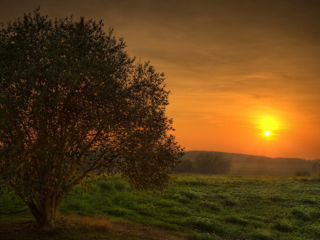 Обои небо, солнце, дерево, закат, поле, красота, the sky, the sun, tree, sunset, field, beauty разрешение 1920x1080 Загрузить