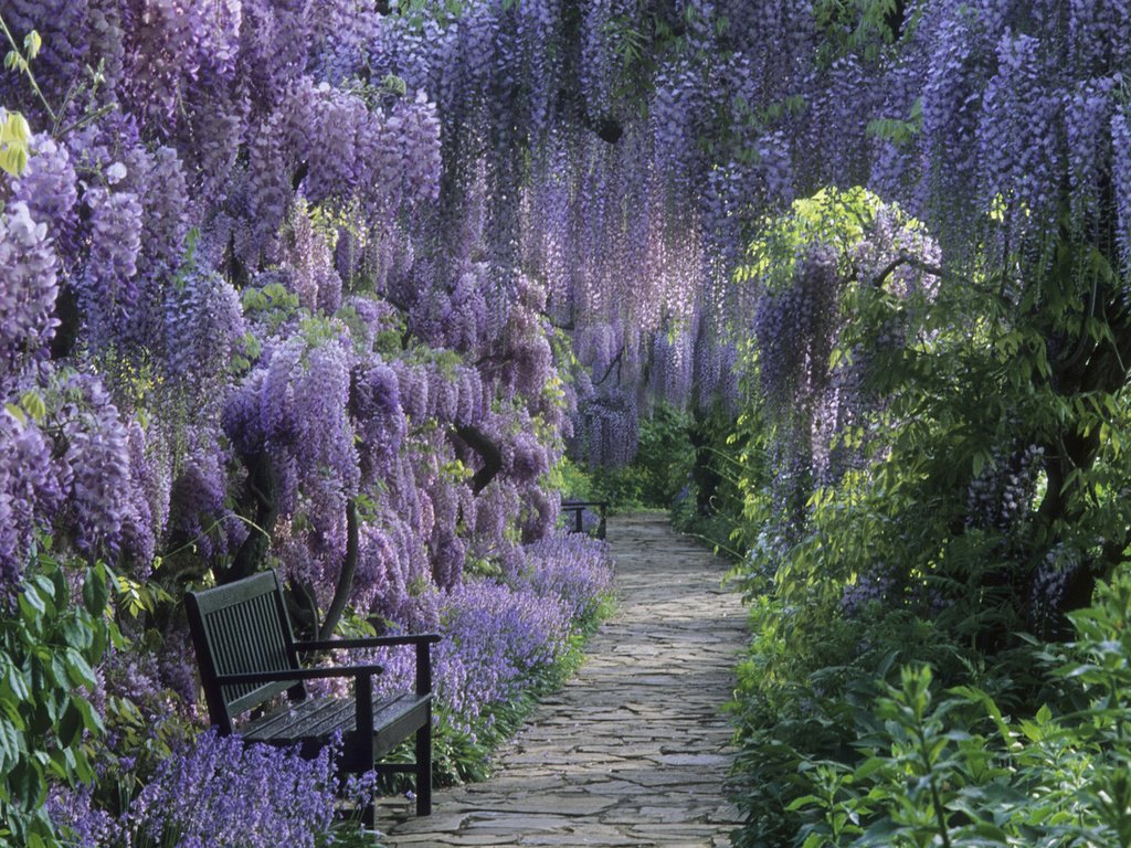 Обои тропинка, глициния, райский сад, сиреневое чудо, скаменки, path, wisteria, the garden of eden, lilac miracle, kamenki разрешение 1920x1080 Загрузить