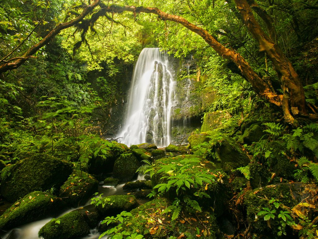 Обои камни, растения, водопад, мох, папоротник, stones, plants, waterfall, moss, fern разрешение 1920x1080 Загрузить