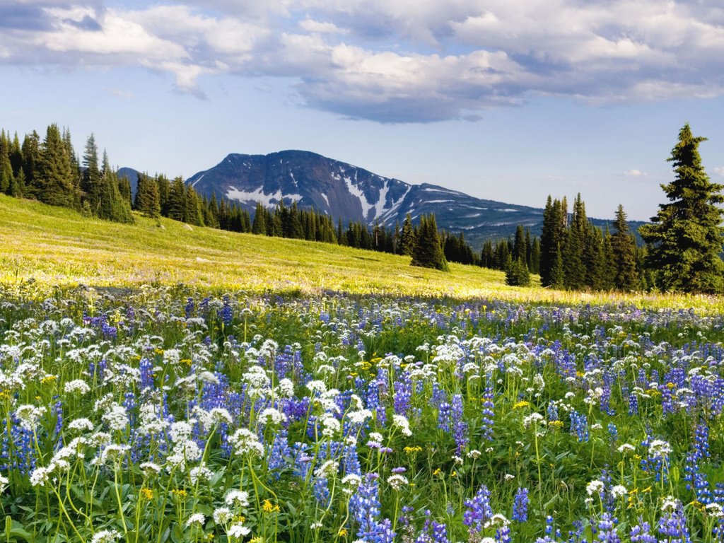 Обои цветы, горы, склон, луг, flowers, mountains, slope, meadow разрешение 1920x1080 Загрузить