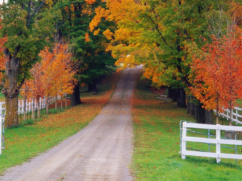 Обои дорога, природа, лес, осень, забор, road, nature, forest, autumn, the fence разрешение 1920x1080 Загрузить