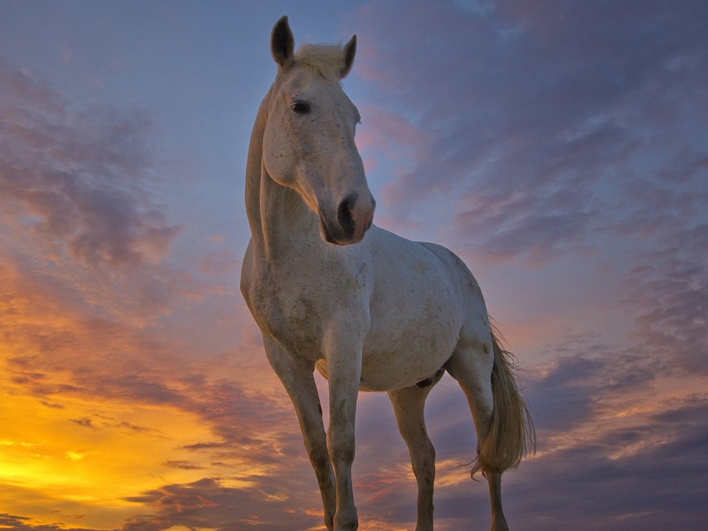 Обои лошадь, horse разрешение 1920x1080 Загрузить