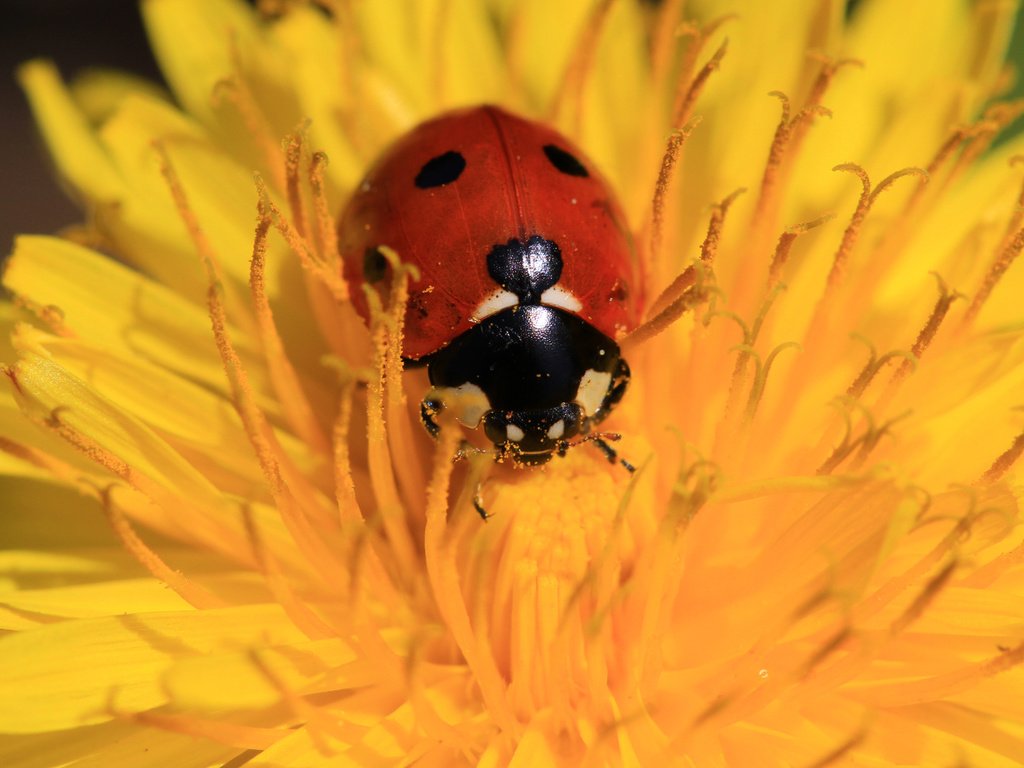 Обои жук, насекомое, цветок, божья коровка, одуванчик, beetle, insect, flower, ladybug, dandelion разрешение 1920x1200 Загрузить