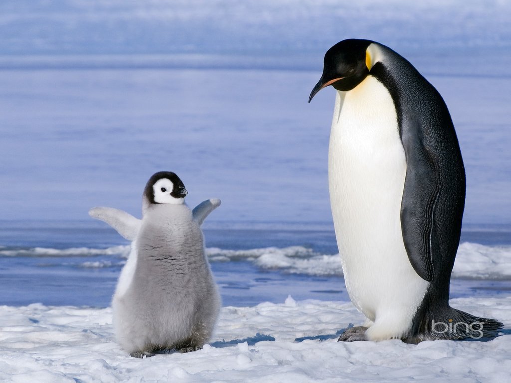 Обои пингвины, пингвинёнок, penguins, penguin разрешение 1920x1200 Загрузить