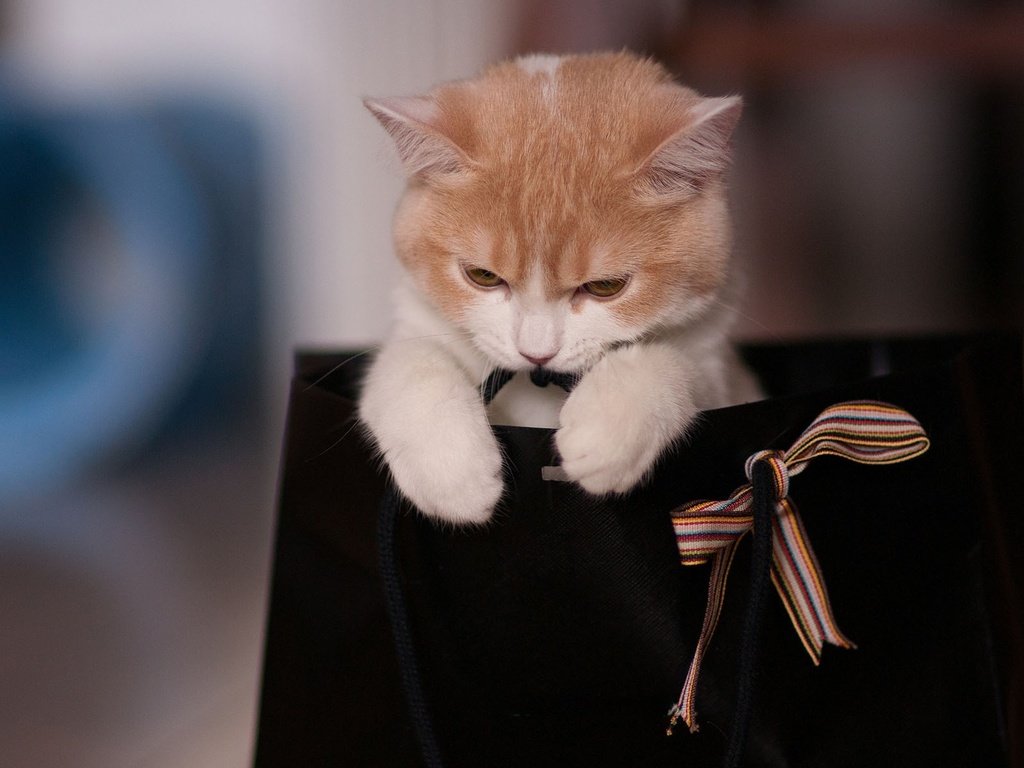 Обои кошка, котенок, подарок, киса, сумка, cat, kitty, gift, bag разрешение 1920x1200 Загрузить