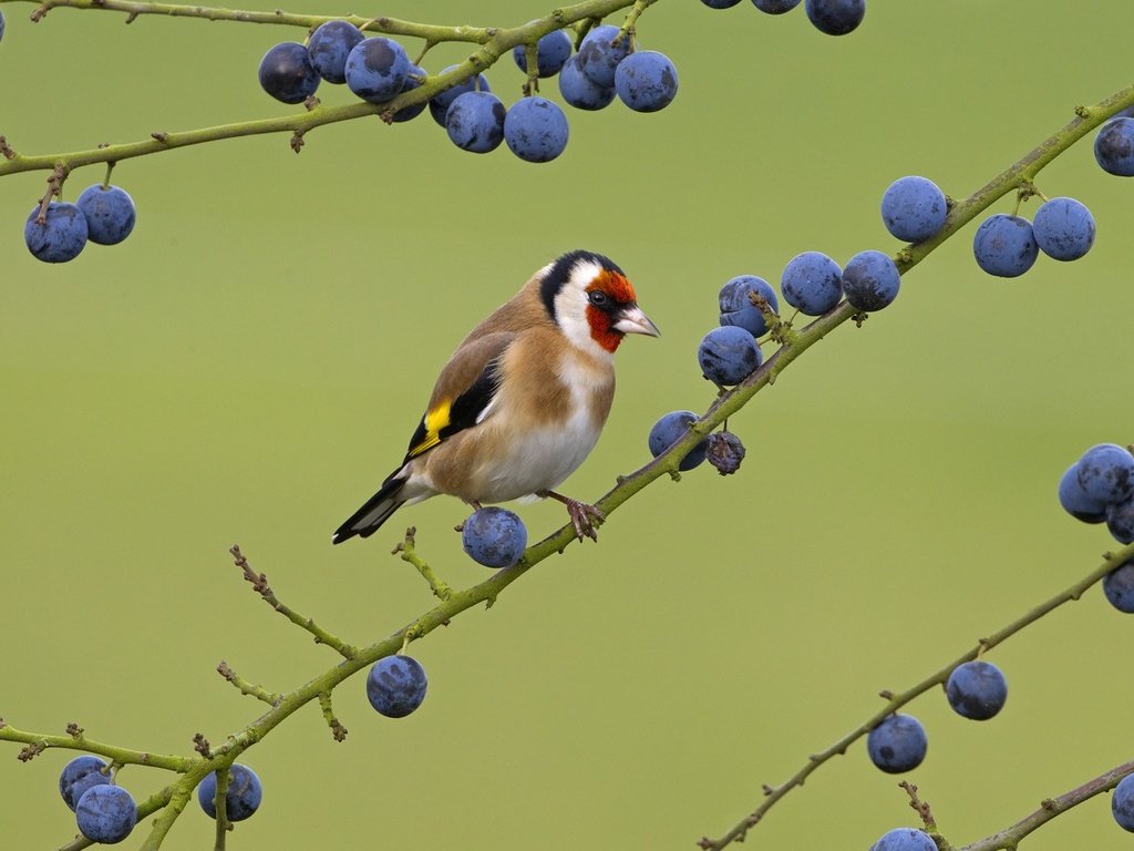 Обои природа, ветки, птицы, ягоды, птичка, щегол, nature, branches, birds, berries, bird, goldfinch разрешение 1920x1080 Загрузить