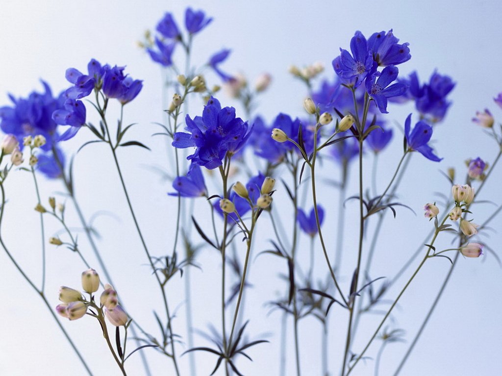 Обои цветы, синее, васильки, flowers, blue, cornflowers разрешение 1920x1080 Загрузить