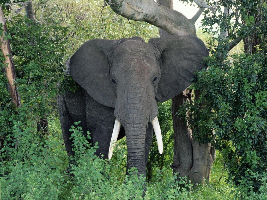 Обои природа, слон, уши, хобот, бивни, африканский слон, nature, elephant, ears, trunk, tusks, african elephant разрешение 1920x1200 Загрузить