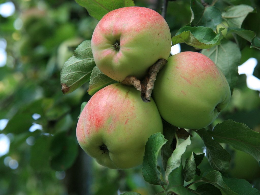 Обои фрукты, яблоки, сад, урожай, яблоня, fruit, apples, garden, harvest, apple разрешение 1920x1280 Загрузить