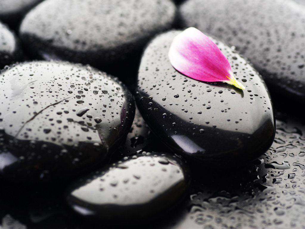 Обои капли, лепесток на камне, drops, petal on a stone разрешение 1920x1280 Загрузить